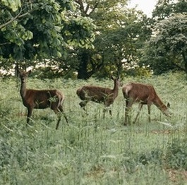 Wild... Geflügel... Lamm... Fisch... Pastete... Schinken... Fleisch... Wurst... Fond... Brühe... Soße... Dipp... Nudel... Käse... Obst... Gemüse... Gewürze... Kräuter... Essig... Öl... Kaffee... Tee... Saft... Bier... Wein... Schnaps... Sekt... &&& GENUSSERLEBNIS
SPEZIALITÄTEN IN 100% REIN NATURBELASSEN
-------------------------------------------------------------- 
FOODHUNTING - TAGESFRISCHE - FLUGWARE WELTWEIT - JUST IN TIME - VOR ORT SERVICE EINZEL-GROßHANDEL CATERING WORKSHOPS
--------------------------------------------------------------
Produktliste Angebot einholen oder Newsletter buero@manfredmoeginger.de 0 851 . 966 179 83